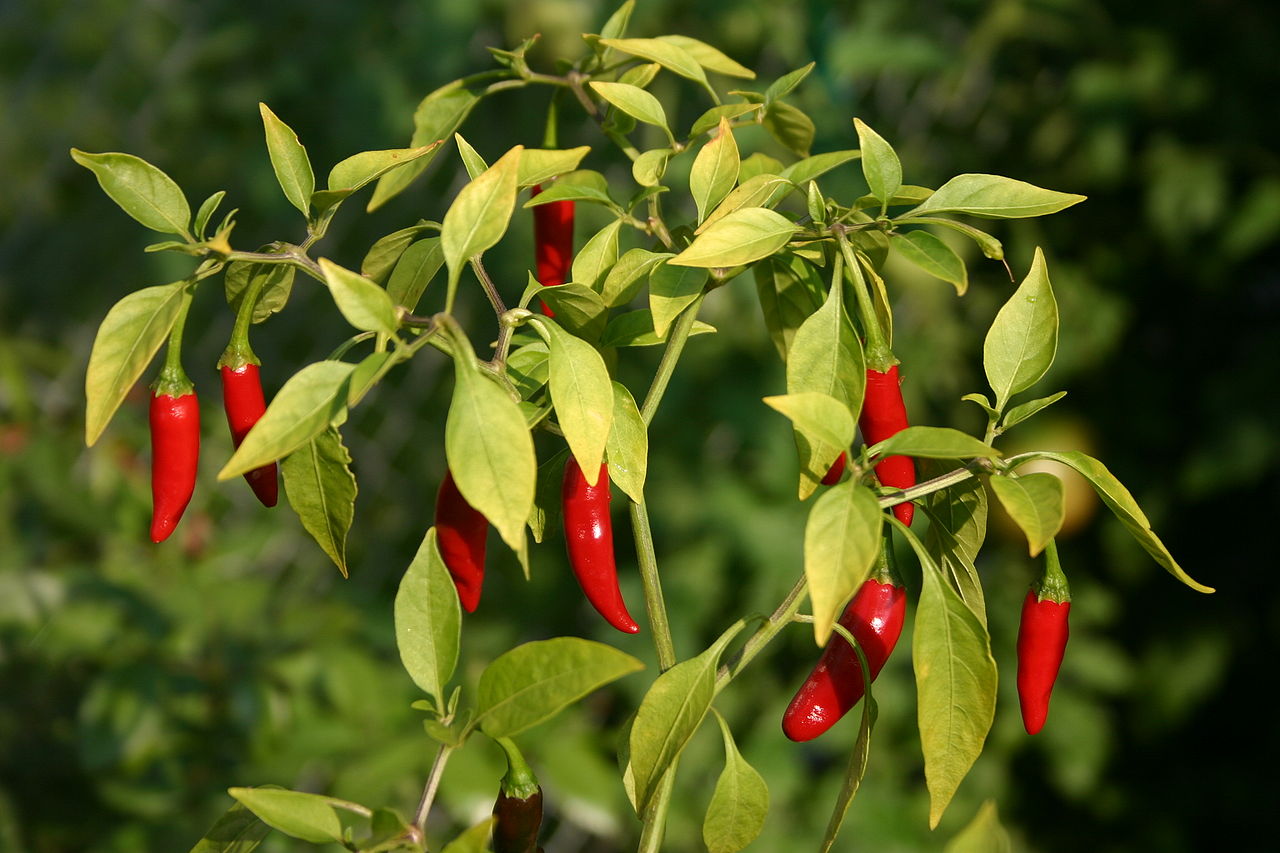 The Vibrant Chilly