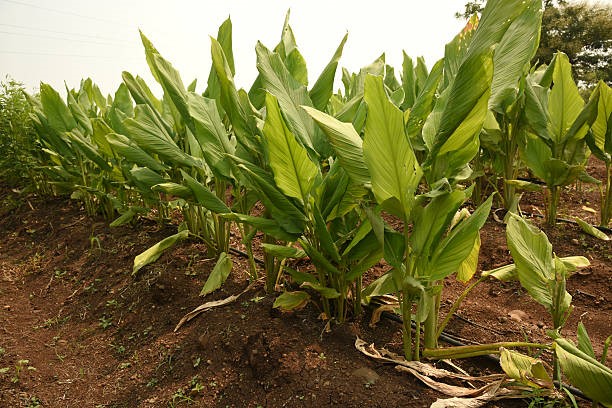 Turmeric