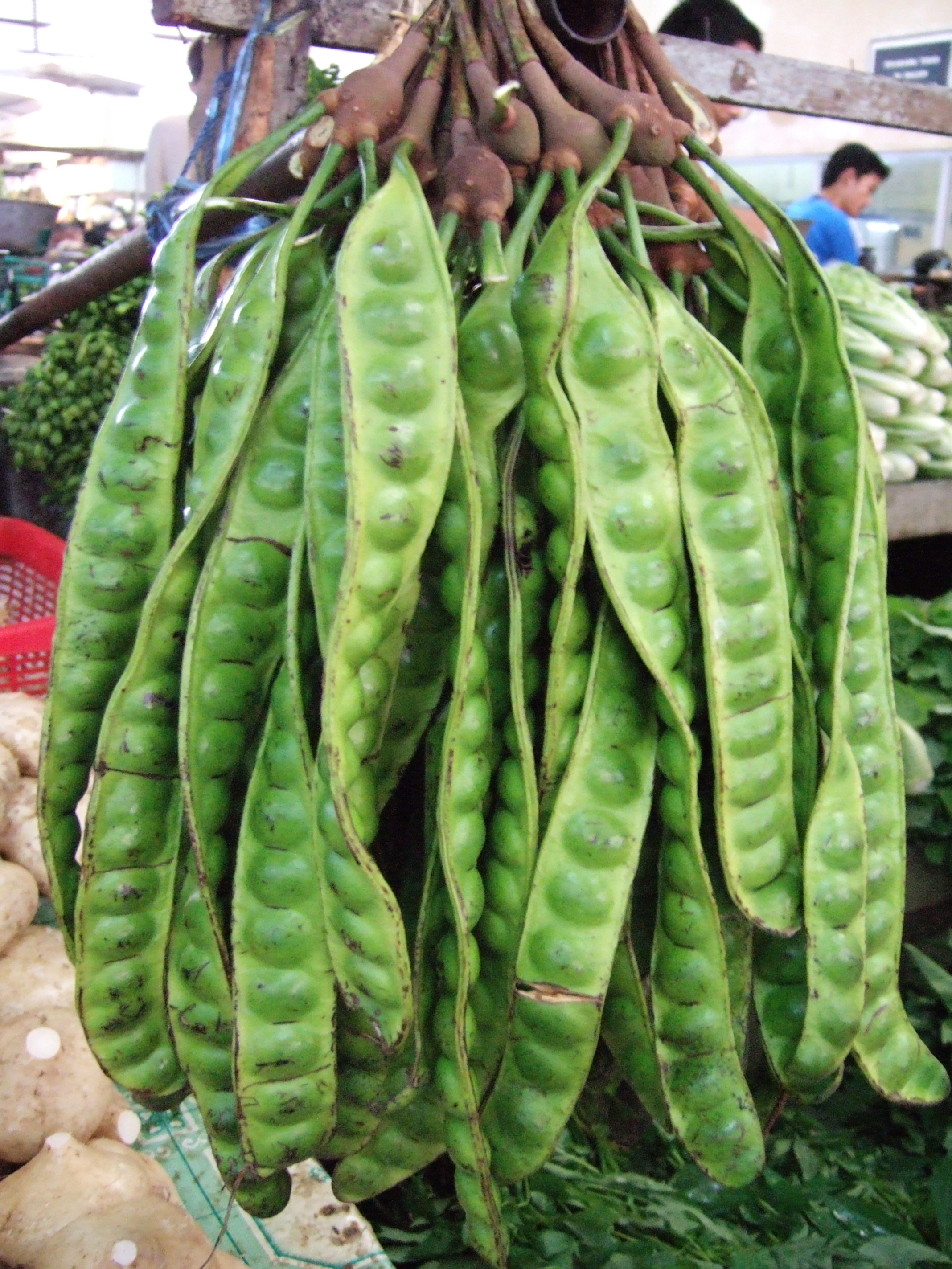 yongchak