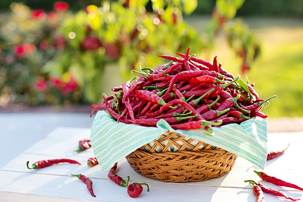Evolution of Indian Gastronomy