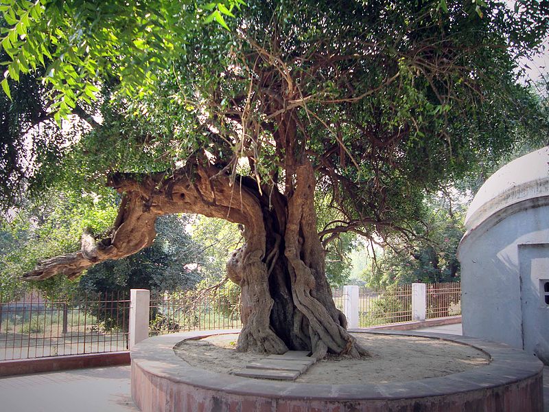 hanging-tree