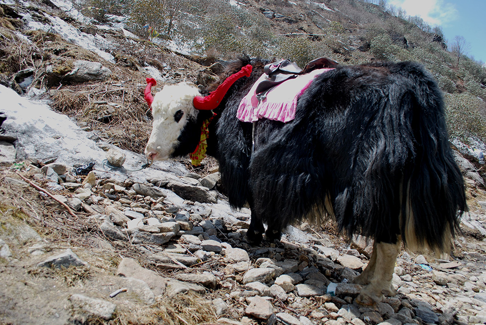 yak