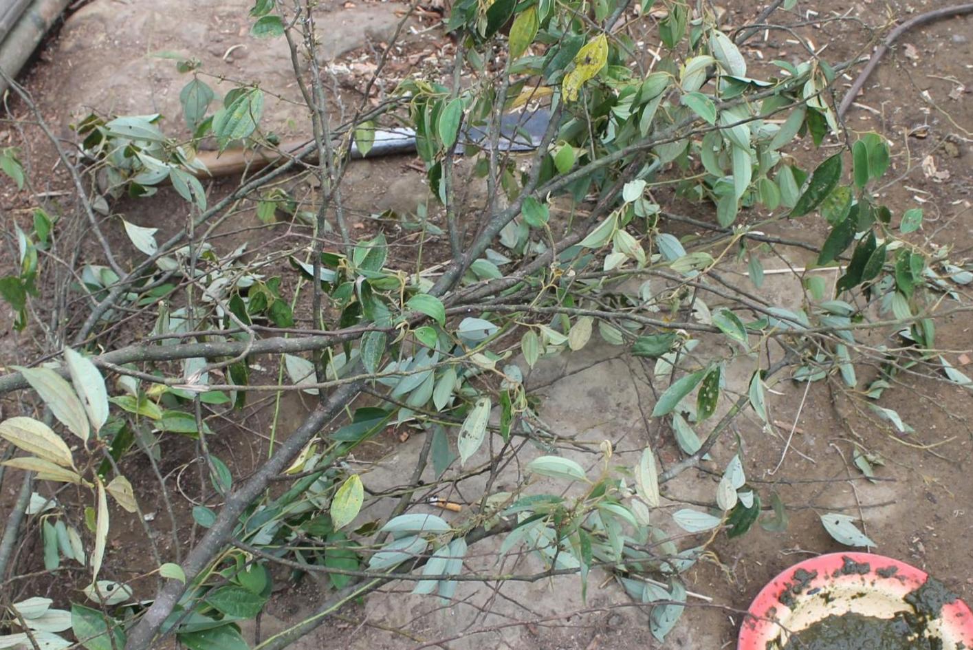 Khor (Rice beer of Tangkhul)