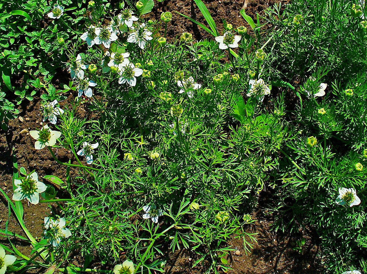 Nigella plant