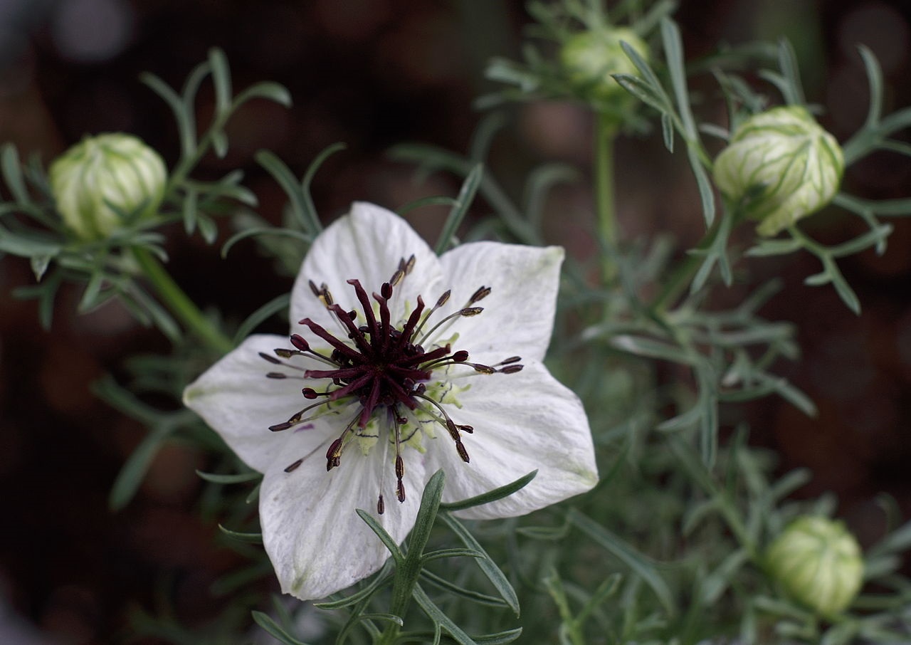 Nigella flower
