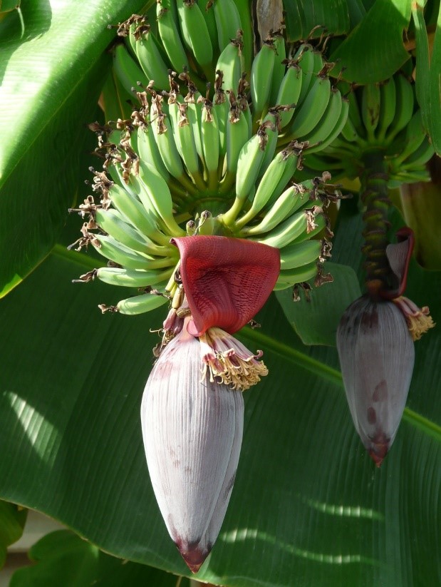 Mocha (Banana blossom)