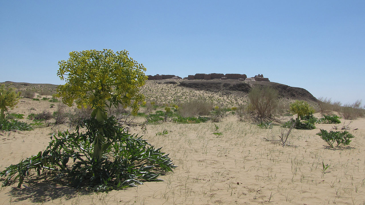 Asafoetida grows best in desert-like conditions.