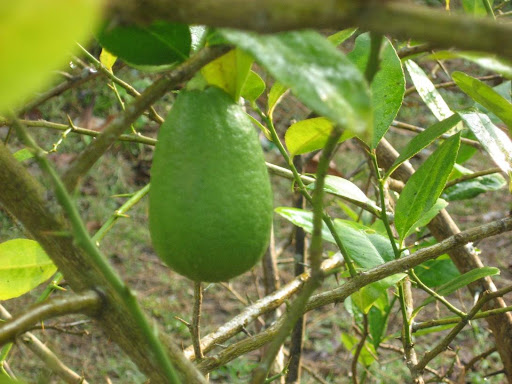 Akholghor