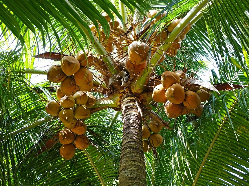 Coconut trees grow abundantly in the Lakshadweep islands. 