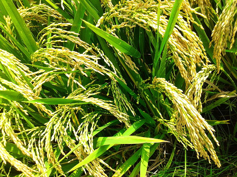 Paddy in Tamil Nadu