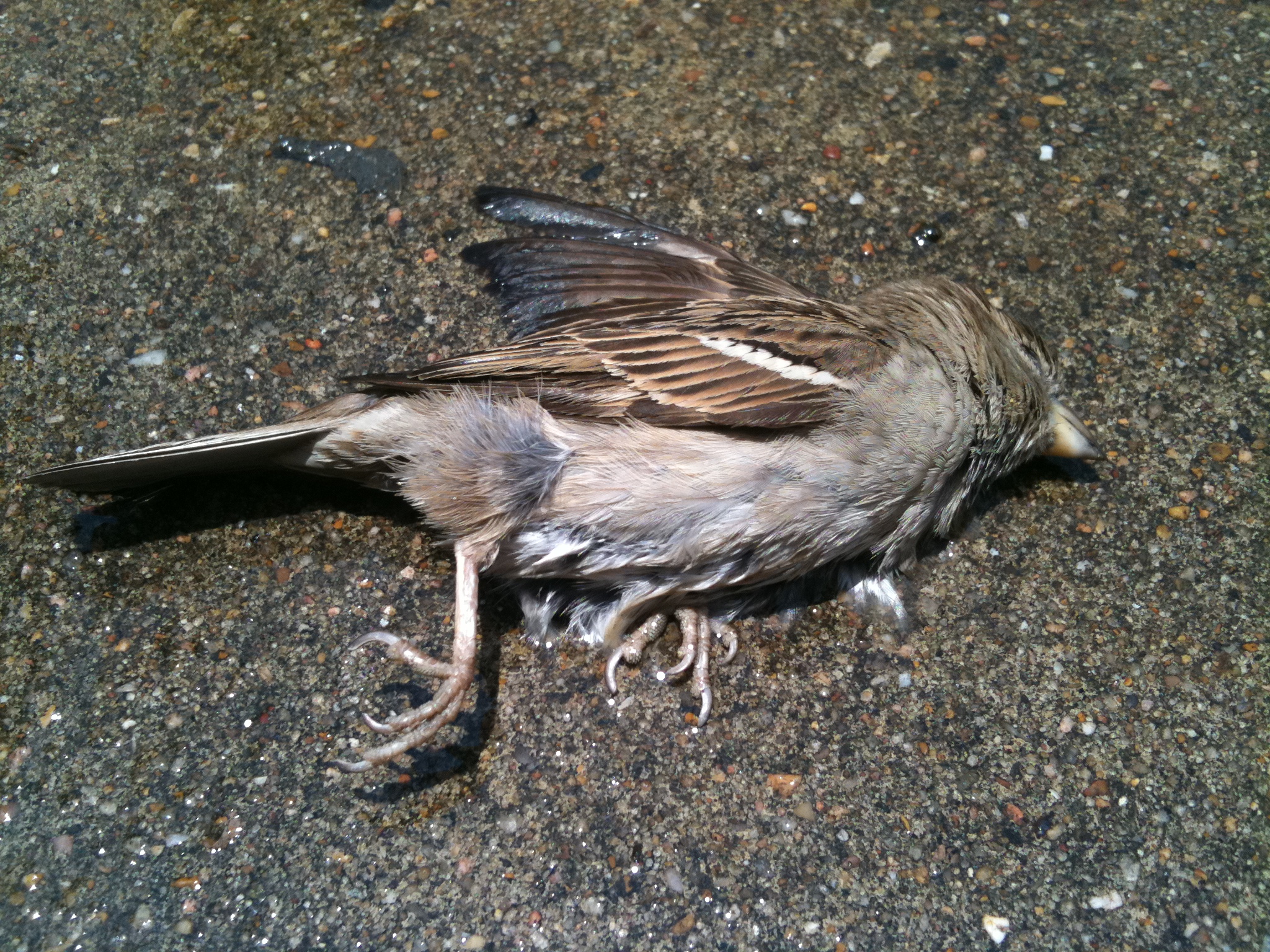 The Mystery Of Jatinga’s Suicidal Birds