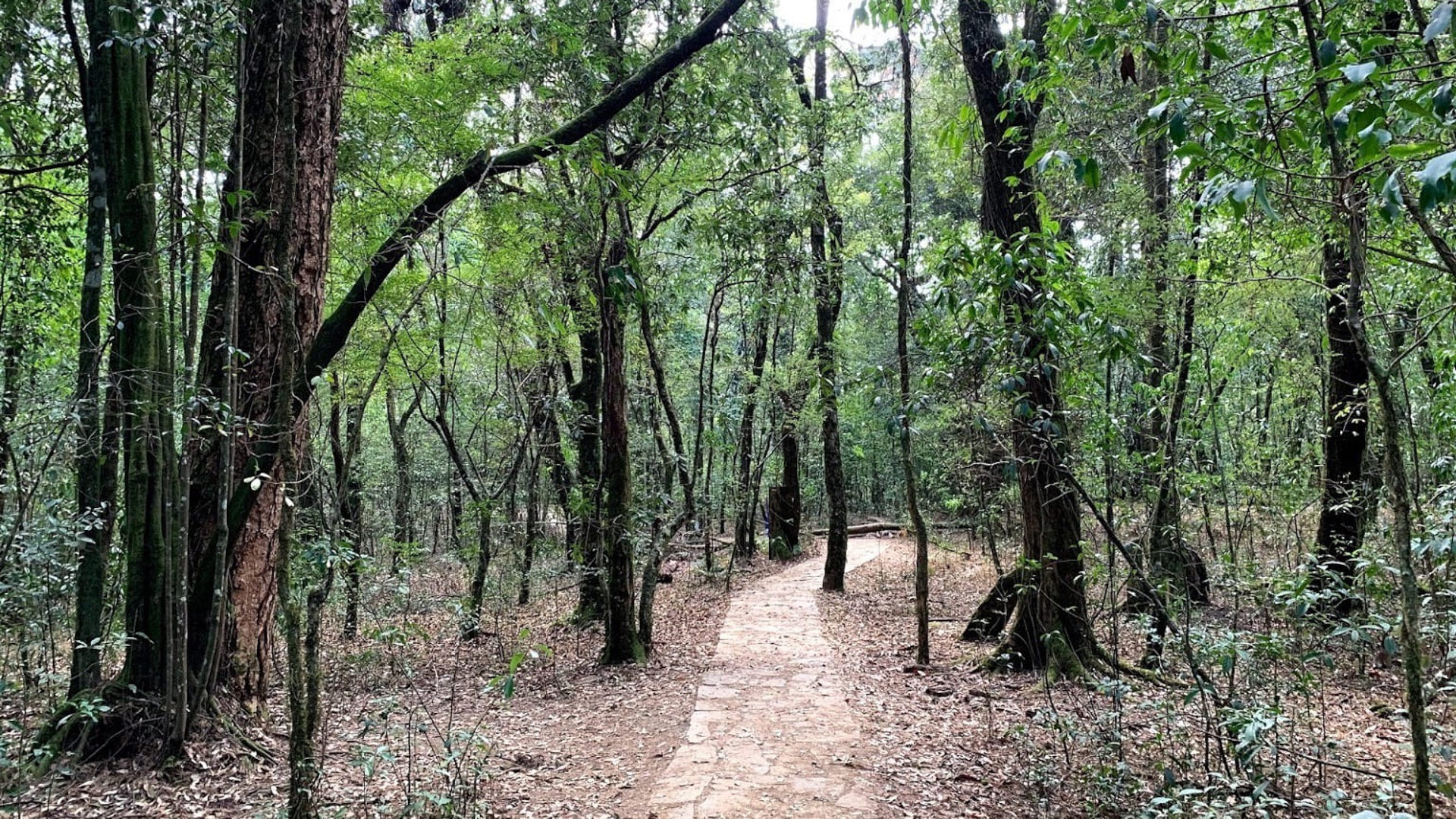 Gingee hill
