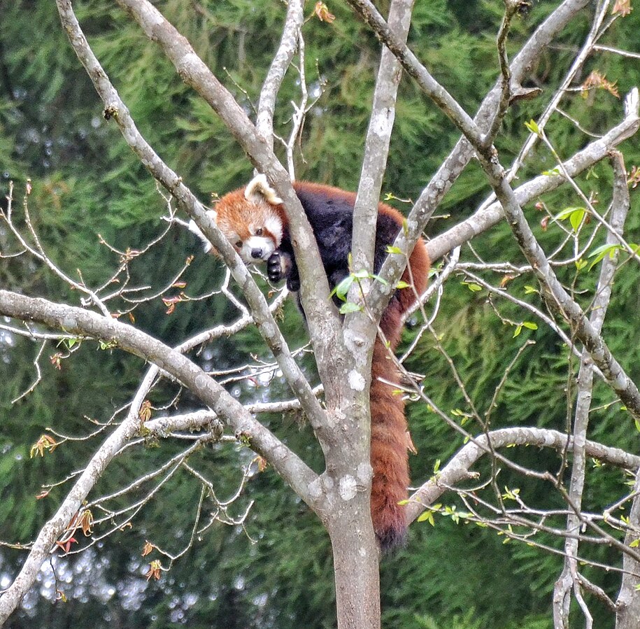 Red Pandas Of Sikkim