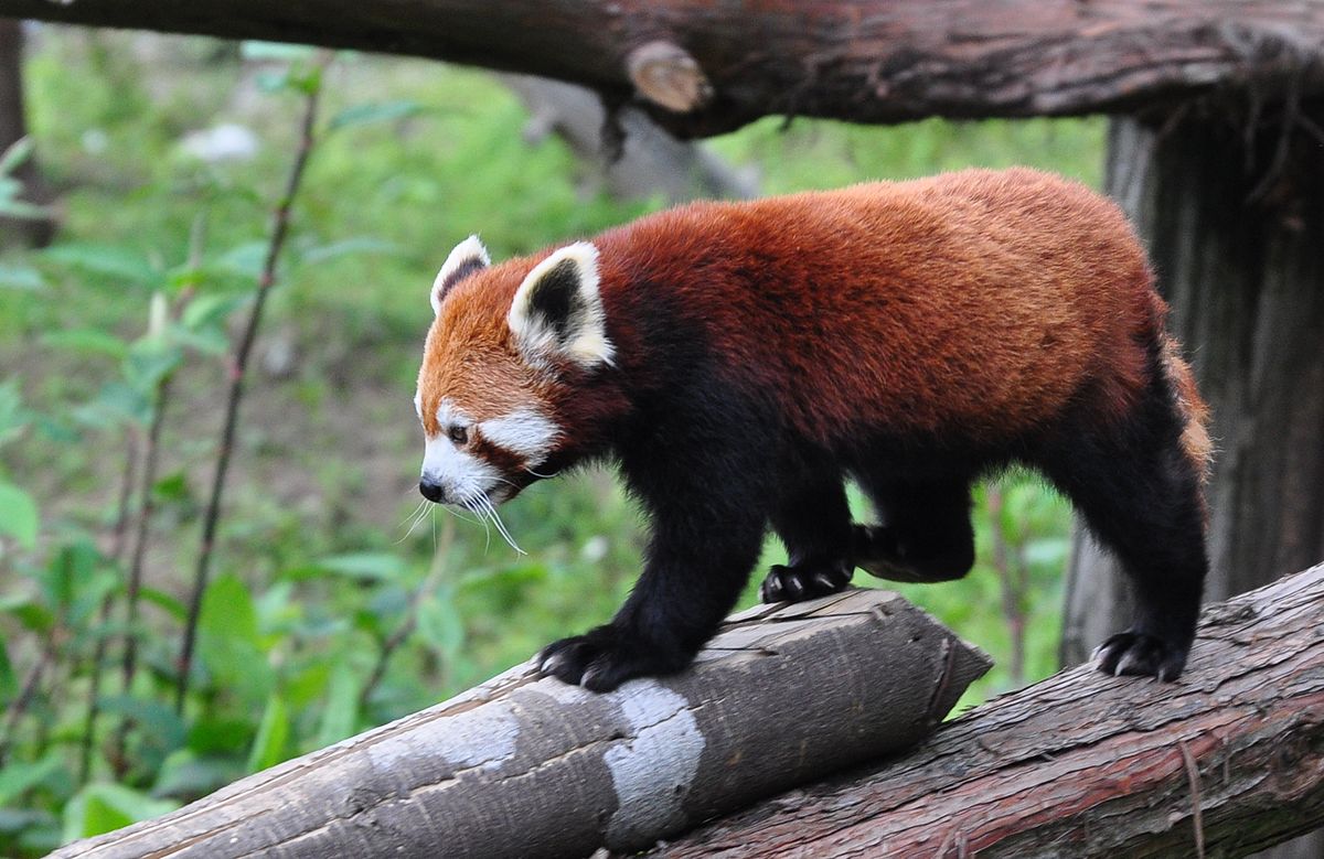 Red Pandas Of Sikkim