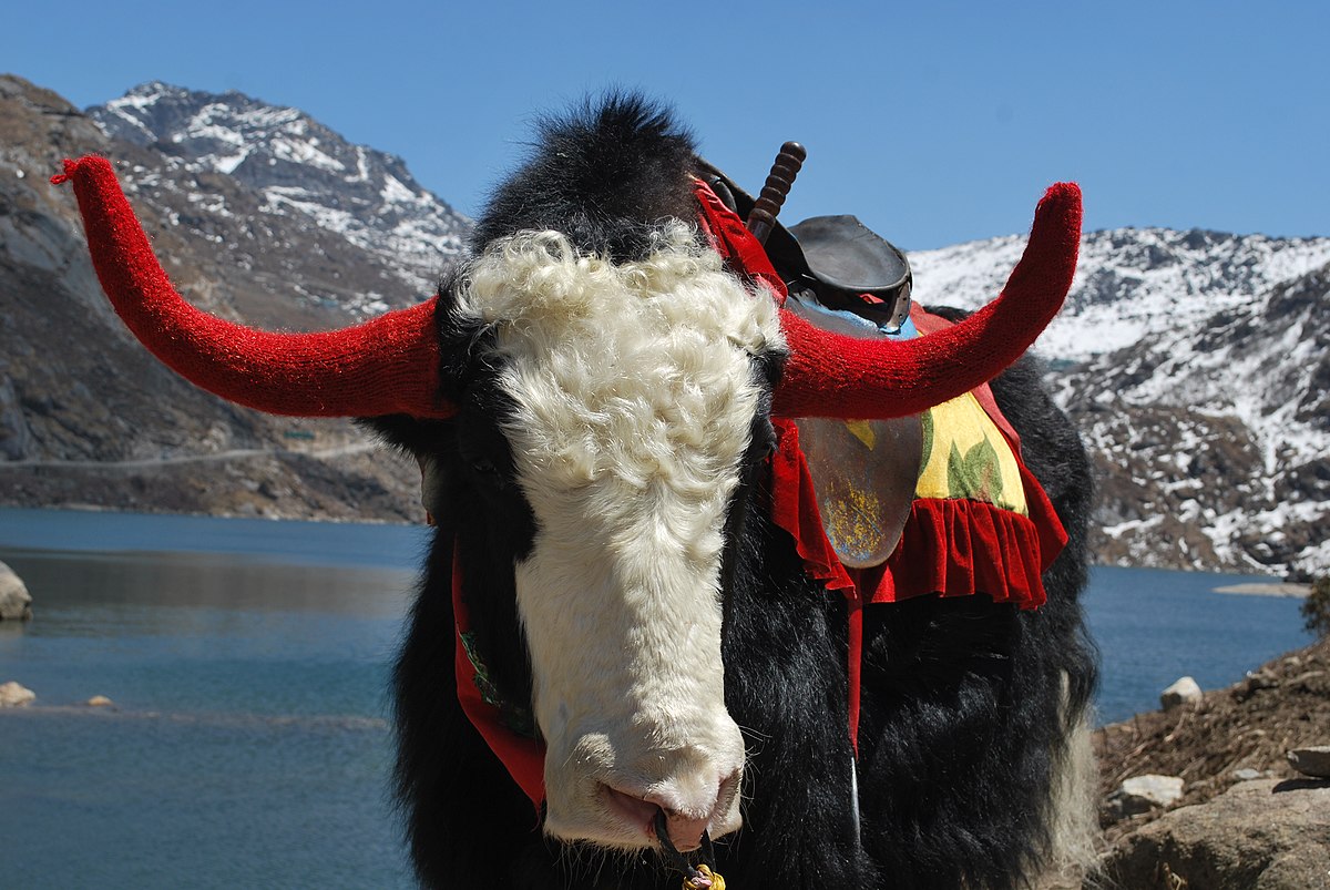 Tso Lhamo