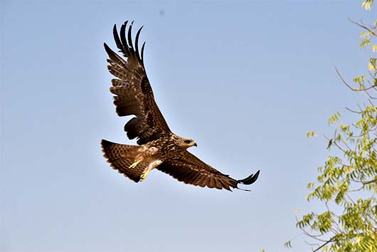 Eagles of Mehrangarh: Guardians of Marwar 