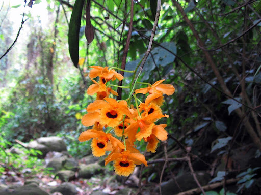 Gingee hill