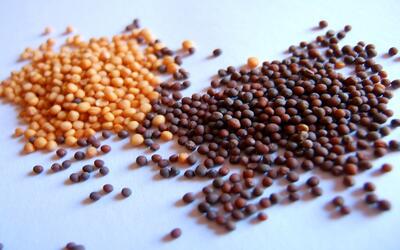 The Hardy Mustard