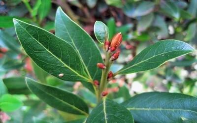 The Bay Leaf: Herb of Victory and Peace