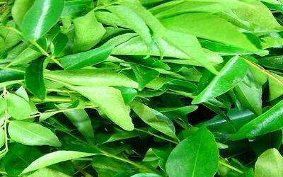 Curry Leaf: The Versatile Wonder Plant