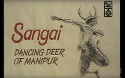 Sangai: Dancing Deer of Manipur