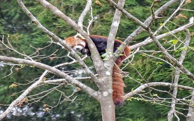 A Red Panda seated on a tree. Image Source: Wikimedia Commons.
