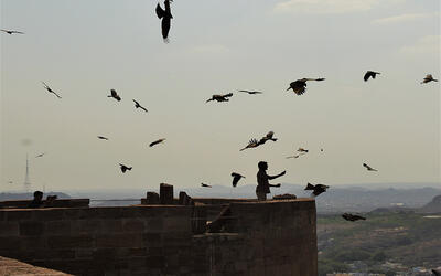Eagles of Mehrangarh: Guardians of Marwar 