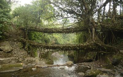The Living Root Bridges of Meghalaya
