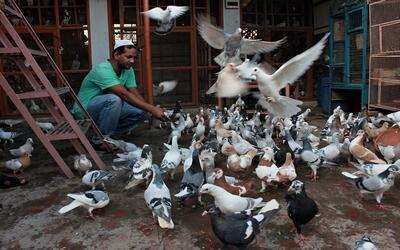 The pigeon-keeper with his birds