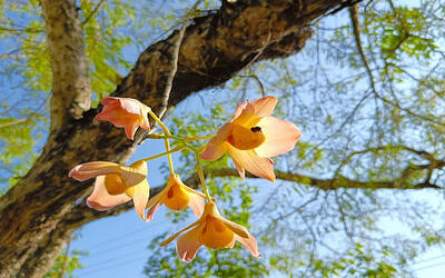 Orchids of Northeast India