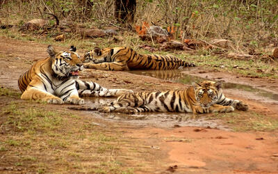 Panna Biosphere Reserve