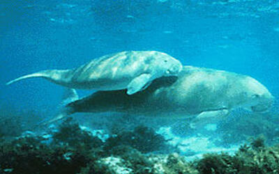 Gulf of Mannar Biosphere Reserve